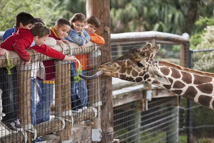Children at zoo feeding a giraffe.jpg