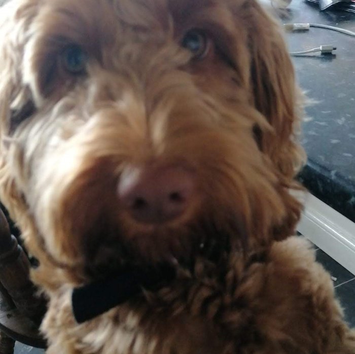 Close up shot of a brown dog