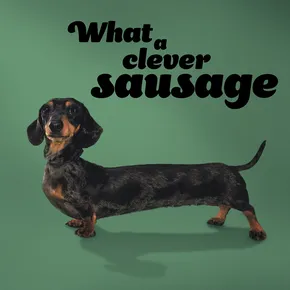 What a clever sausage with sausage dog looking into the camera