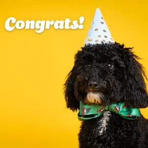 Congratulations eCard with dog in party hat