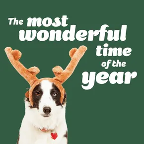 Dog - The most wonderful time of the year
