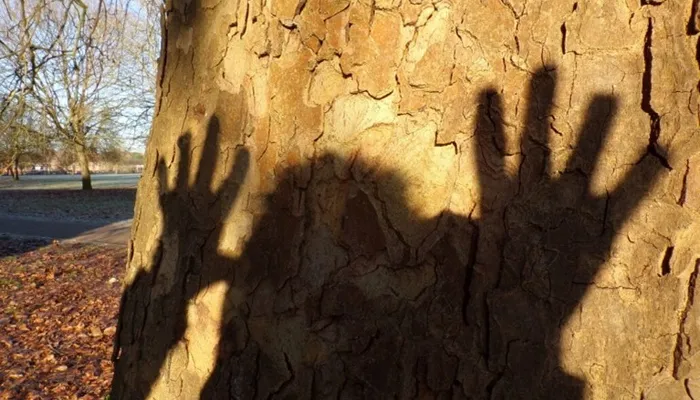 Shadow of a playful person on a tree at the Bucks Activity Project