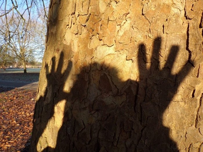 Shadow of a playful person on a tree at the Bucks Activity Project