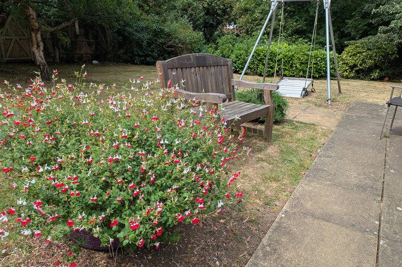 Garden area at Squirrels overnight breaks with plant and disabled swing