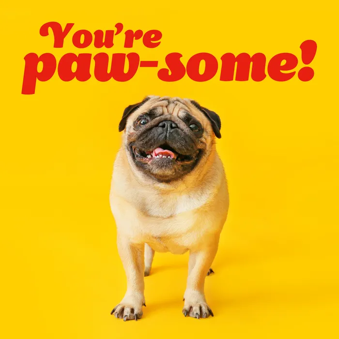 You're paw-some eCard with pug smiling