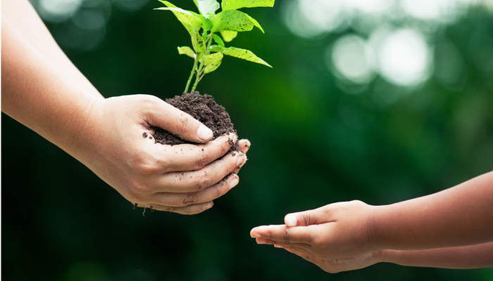 hands passing a seedling