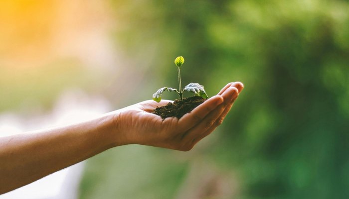 Hand Seedling