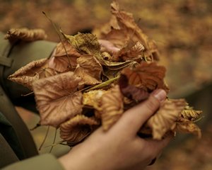 hand holding leaves