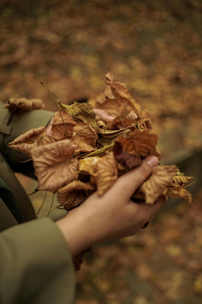 hand holding leaves
